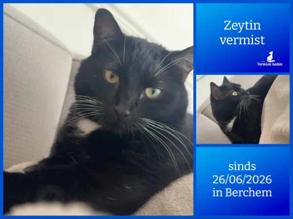 Zeytin
