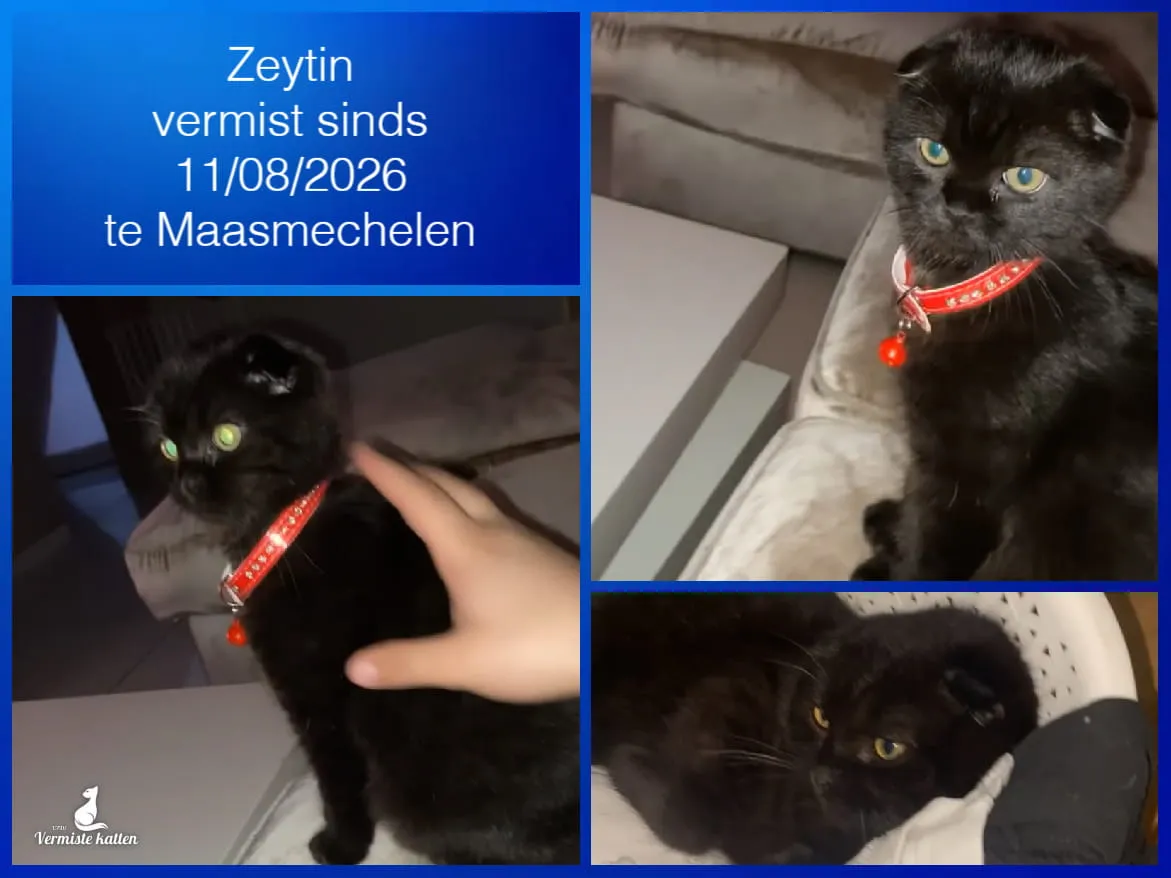 Zeytin