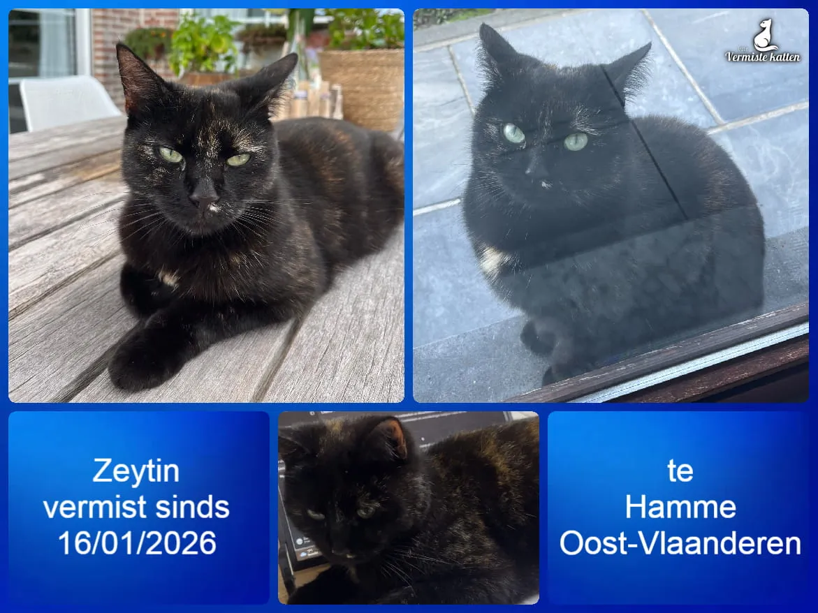 Zeytin