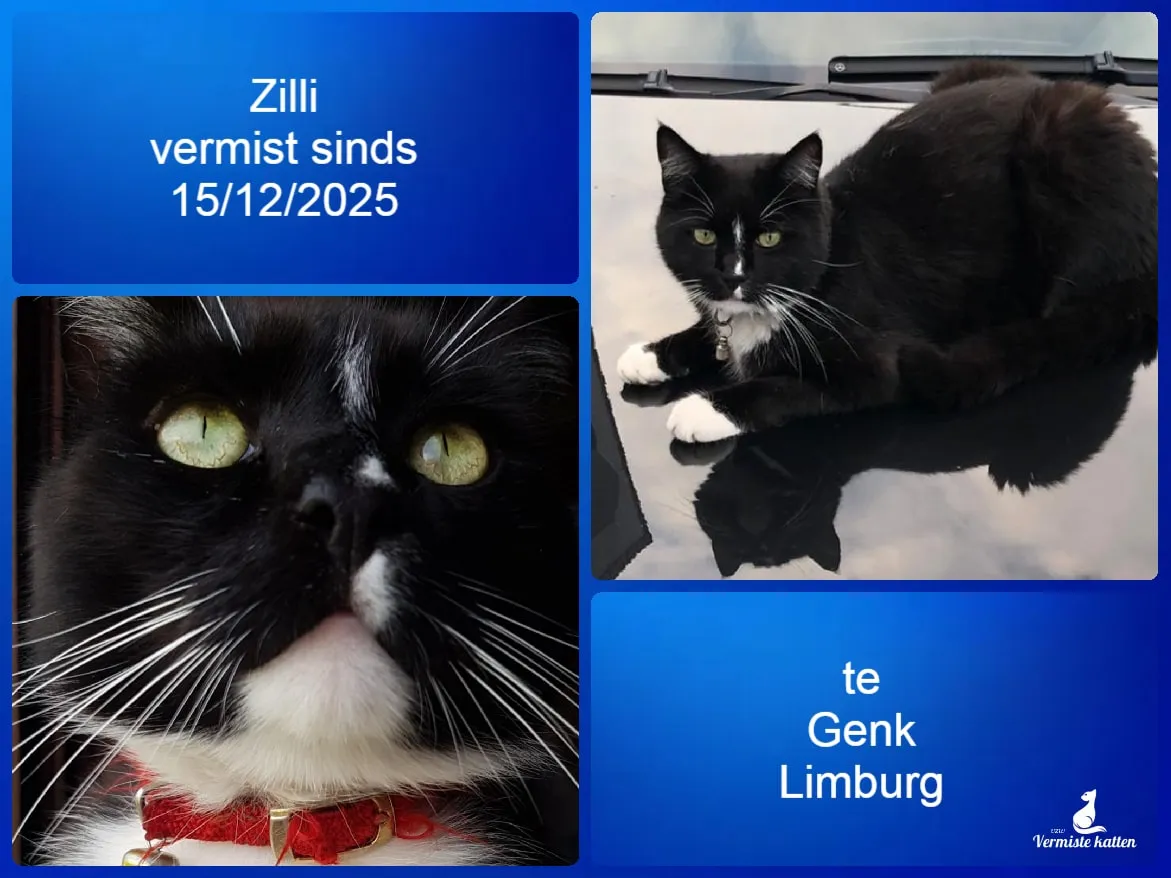 Zilli
