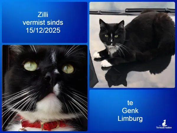 Zilli