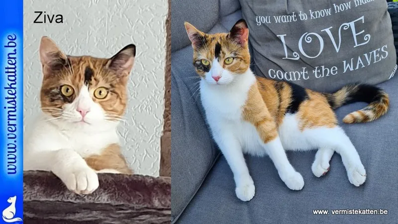 Ziva