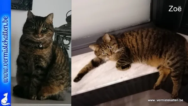 Zoë