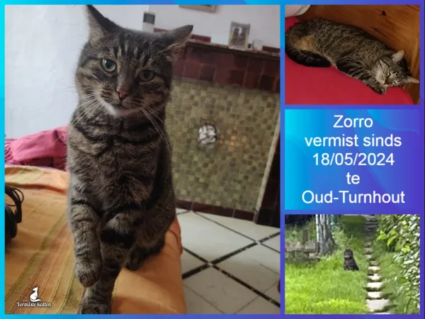 Zorro