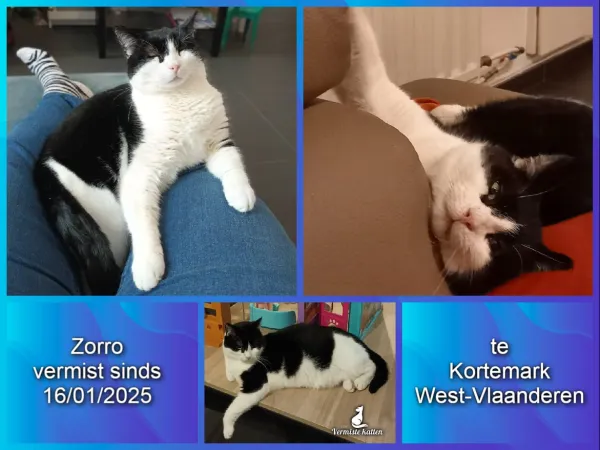 Zorro
