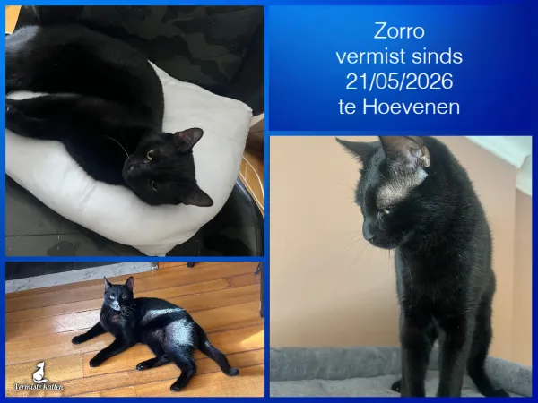 Zorro