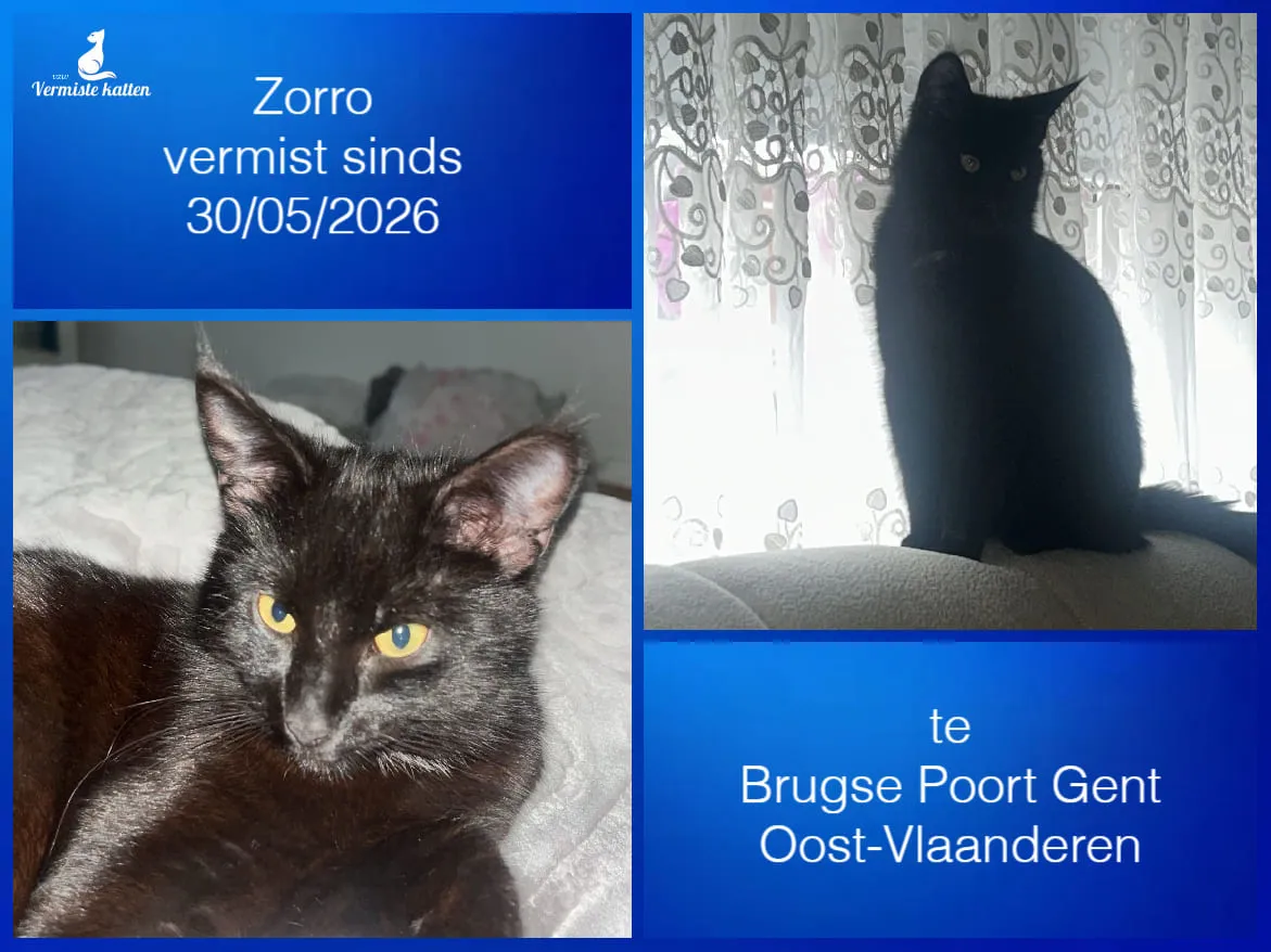 Zorro