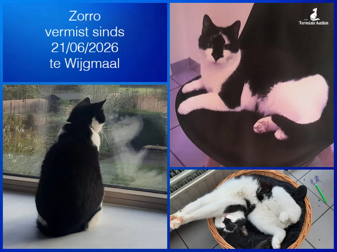 Zorro