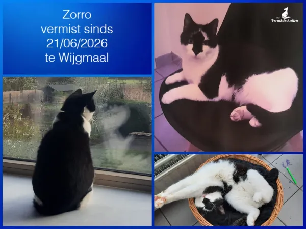 Zorro