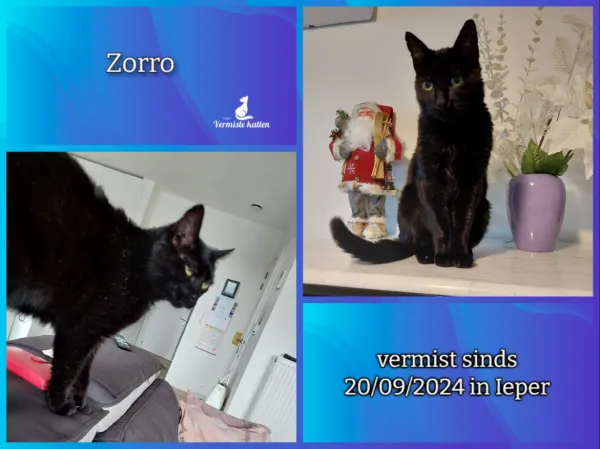 Zorro