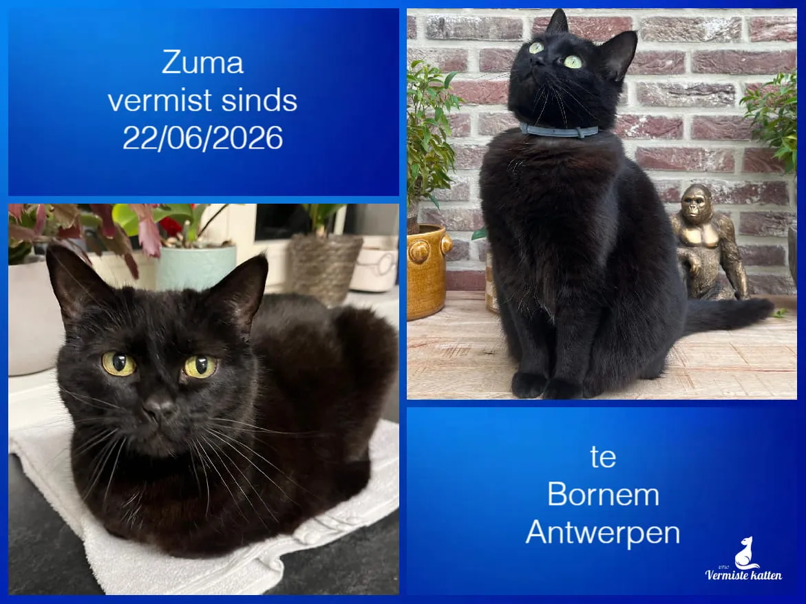 Zuma