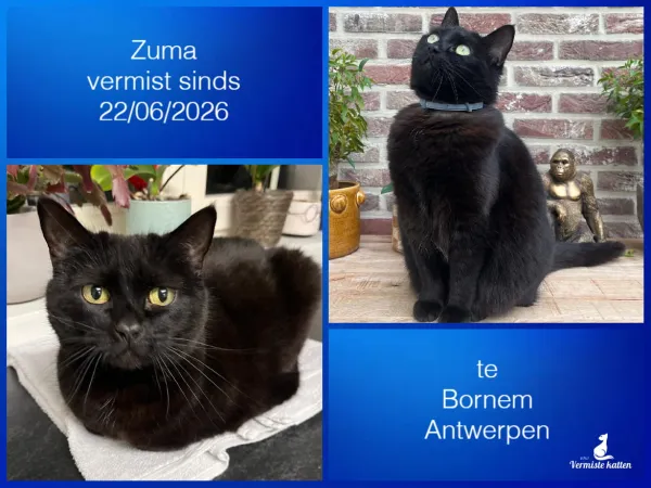 Zuma