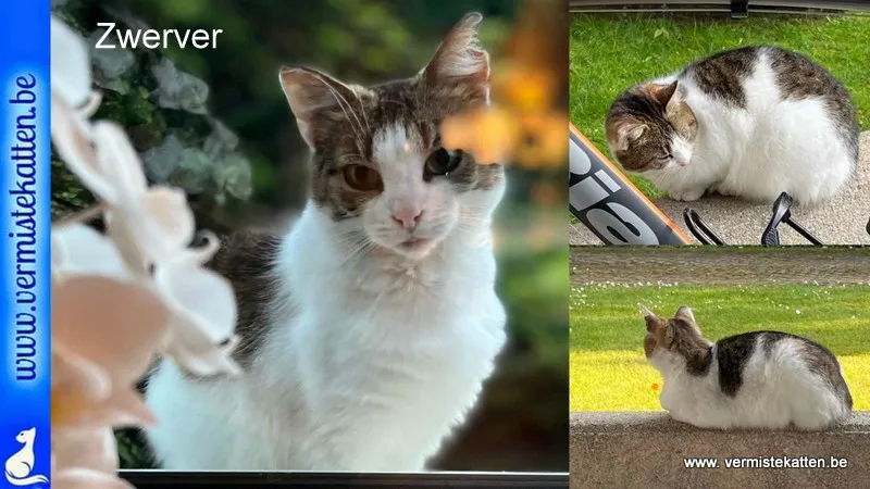 Zwerver