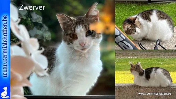 Zwerver