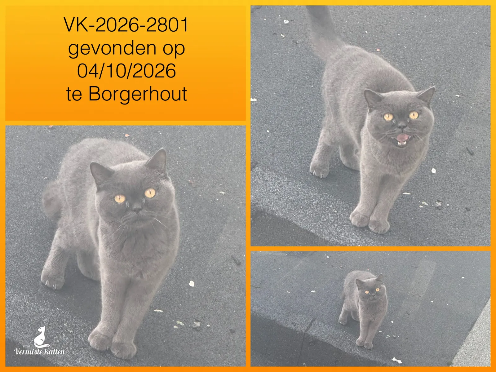 Gevonden kat