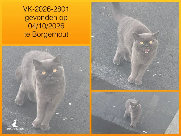 Gevonden kat