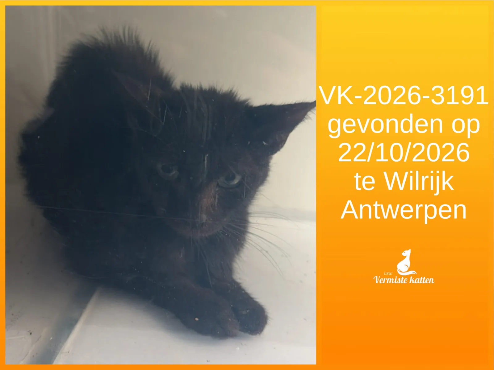 Gevonden kat