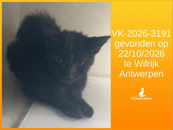 Gevonden kat
