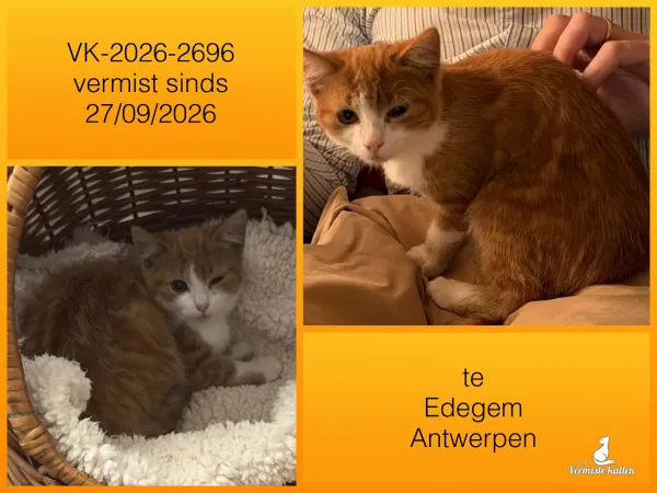 Gevonden kat