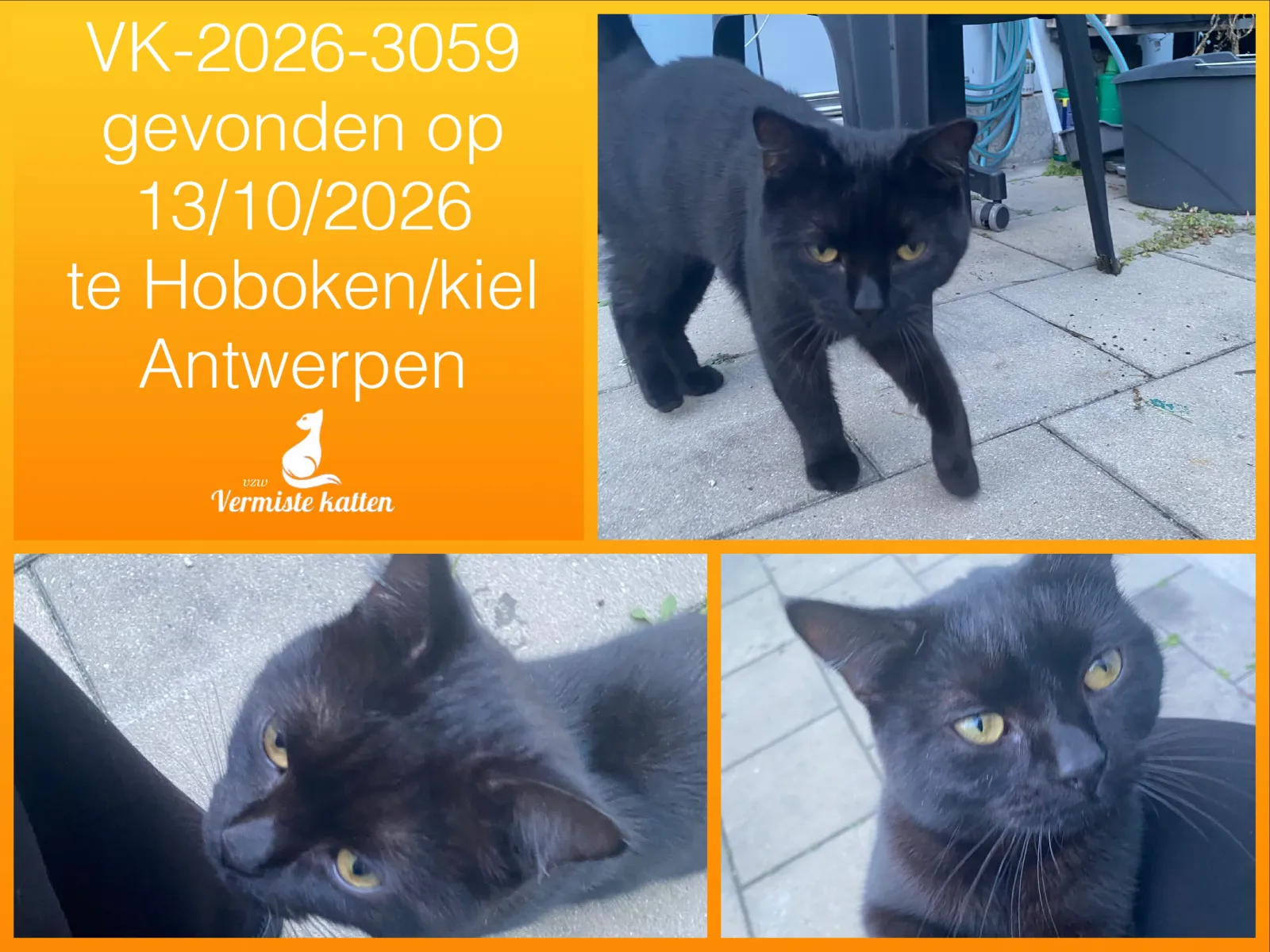 Gevonden kat