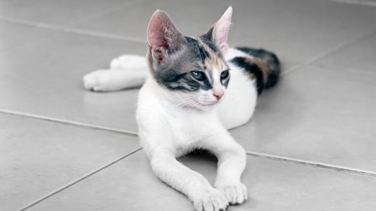 Vermiste Katten | 10 Tips Om Je Kat Koel Te Houden In De Zomer